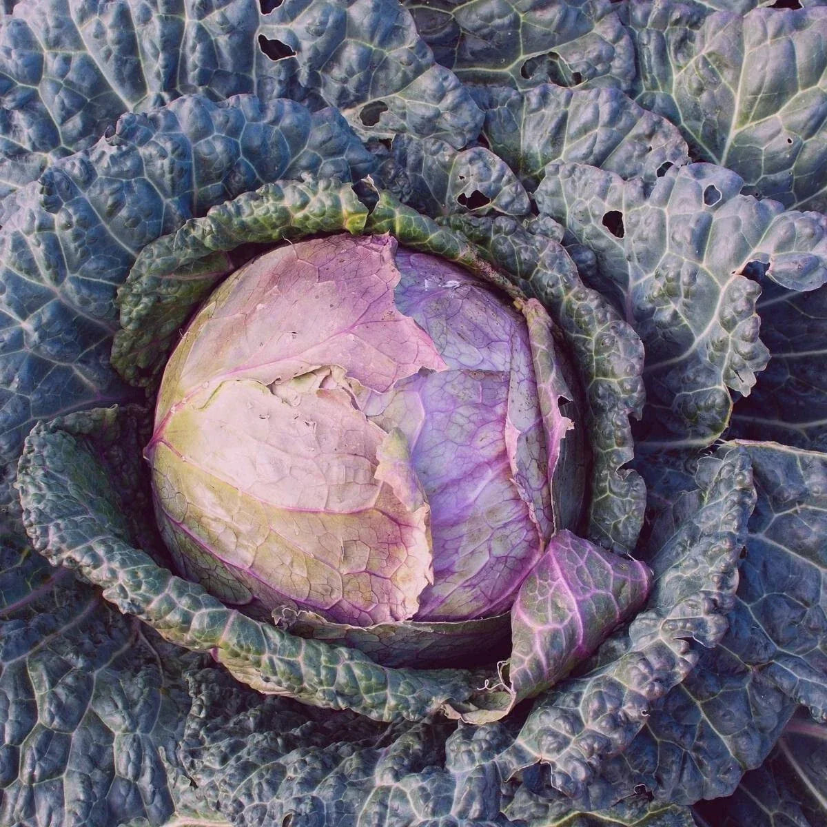 Purple Savoy Cabbage Seeds - Heirloom Non-GMO Vegetable Garden Seeds Brassica oleracea