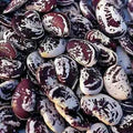 Lima Bean Seeds - Organic Heirloom Christmas Speckled Phaseolus lunatus, Non-GMO, Pole Variety, Vegetable Garden, Edible Beans