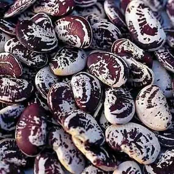 Lima Bean Seeds - Organic Heirloom Christmas Speckled Phaseolus lunatus, Non-GMO, Pole Variety, Vegetable Garden, Edible Beans