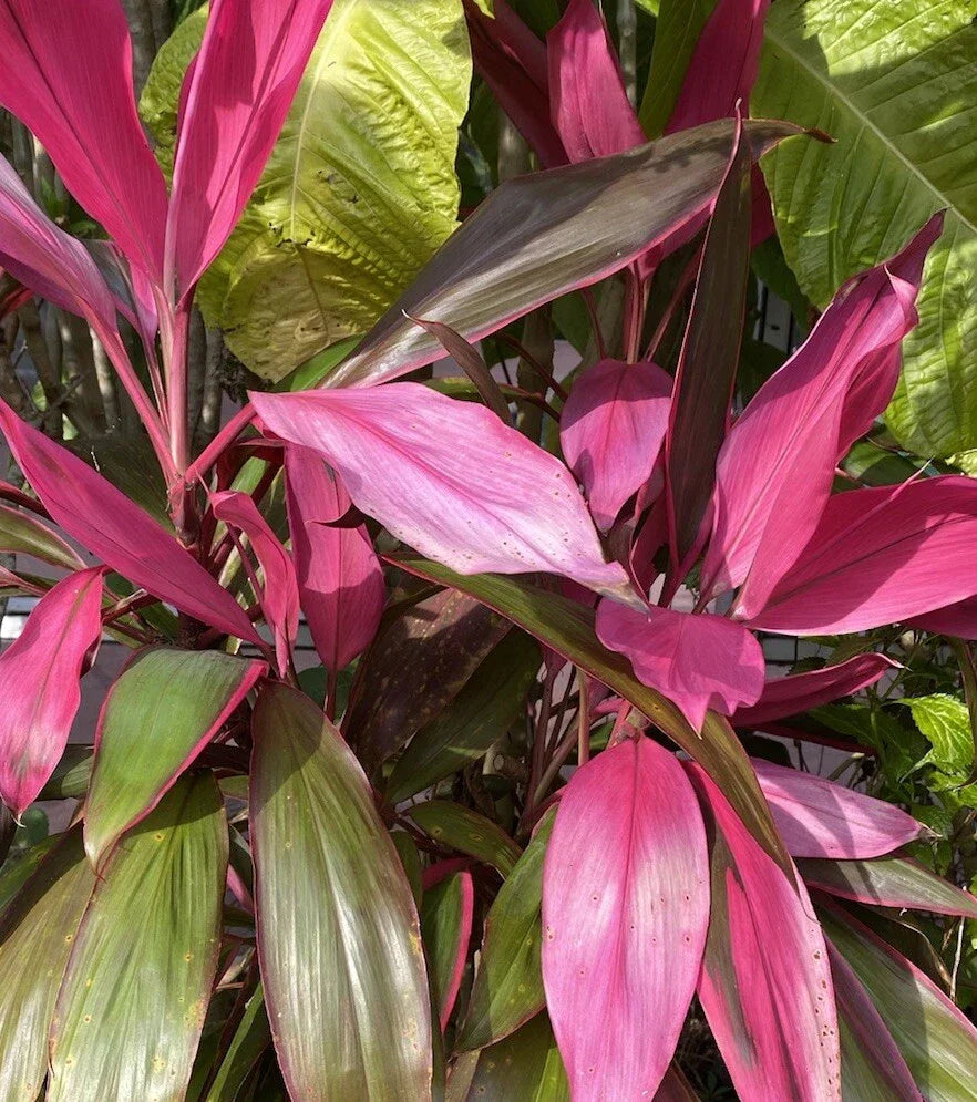 Hawaiian Ti Plant Cuttings - 8 Pieces 5-7 Inches, Cordyline fruticosa, No Soil No Roots