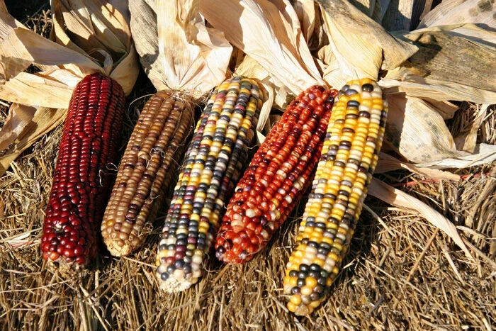 Ornamental Corn Seeds Wampum Variety - Zea mays 'Wampum' - Vibrant Purple and White Striped Kernels, Decorative Annual Plant