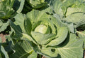 Earliana Cabbage Seeds - Heirloom Brassica oleracea, 500+ Pack for Garden, Non-GMO, USA Grown, Easy to Grow, Disease Resistant