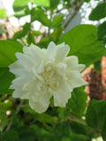 Grand Duke of Tuscany Jasmine Cuttings - Unrooted Live Clippings - Jasminum sambac - Fragrant White Flowers
