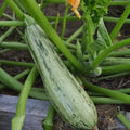 Caserta Summer Squash Seeds | Organic Heirloom Vegetable Seeds | Cucurbita pepo | Bountiful Harvest, Easy to Grow