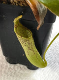 Nepenthes Epiphytica x Mollis AW SG - Exotic Carnivorous Pitcher Plant for Indoor and Terrarium