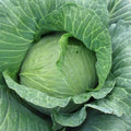 Early Round Dutch Cabbage Seeds – 2g, Brassica oleracea var. capitata, Compact, Tender, Pest-Resistant, Non-GMO