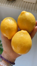 Meyer Lemon Seeds - Organic Non-GMO Pesticide-Free Citrus - 5 Pack - Citrus × meyeri
