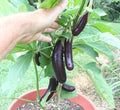 Live Chinese Eggplant Plant Seedling – Heirloom Solanum melongena in 4-inch Pot