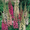 Foxy Mix Foxglove Seeds, Non-GMO Digitalis purpurea Flower Seeds, Perennial Garden Planting Supplies, Vibrant Color Mix