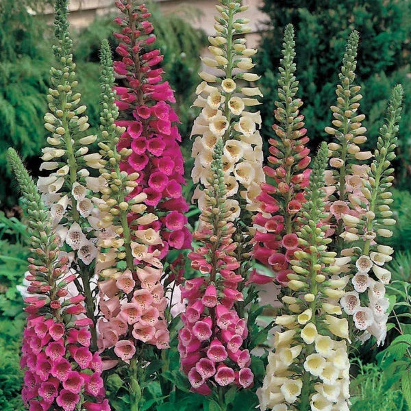 Foxy Mix Foxglove Seeds, Non-GMO Digitalis purpurea Flower Seeds, Perennial Garden Planting Supplies, Vibrant Color Mix