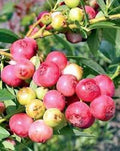 Blueberry Pink Lemonade Starter Plant - Vaccinium Rabbiteye Edible Fruit Bush, 3-4 Feet, Zones 4-9