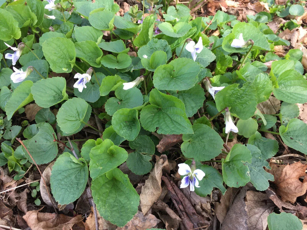 Wild Violet Flower Plants - 12+ Bareroot Rhizomes White Viola for CT Garden