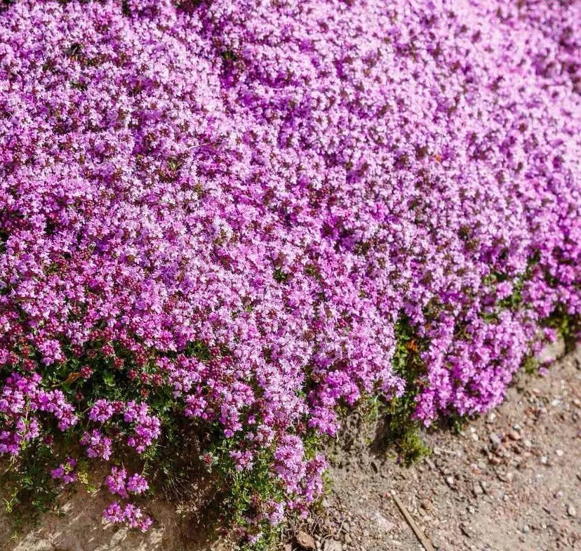 Creeping Thyme Seeds, 1000+ Pack, Purple Perennial Groundcover, Thymus Serpyllum, Drought-Resistant, Low Maintenance