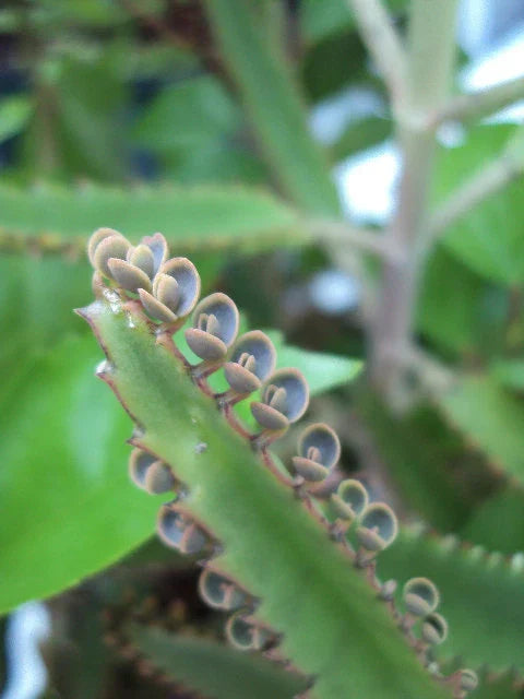 Mother of Thousands Plant - Kalanchoe daigremontiana - Easy Care Indoor Succulent - Starter Size House Plant