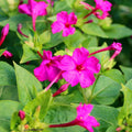 Pink Four O'Clock Seeds - Mirabilis Jalapa - Vibrant Pink Flowers for Garden, Borders & Containers - Easy to Grow, Drought Tolerant