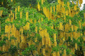 Golden Chain Tree Seeds 50 Count Laburnum anagyroides Yellow Flowering Ornamental Tree