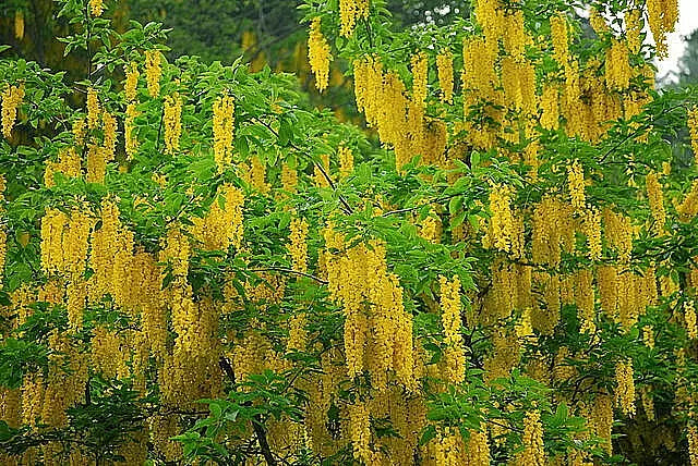 Golden Chain Tree Seeds 50 Count Laburnum anagyroides Yellow Flowering Ornamental Tree