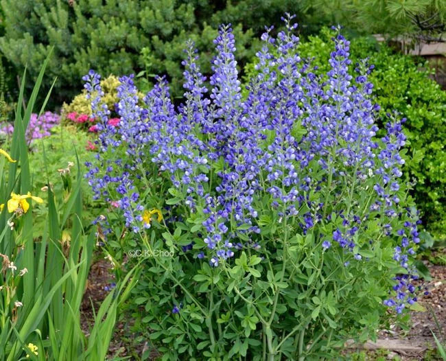 Blue Wild False Indigo Seeds - Perennial Wildflower, Blue Flowers, Nitrogen-Fixing, Baptisia australis, Easy to Grow, 50+ Seeds