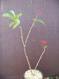 Jatropha integerrima Potted Plant - Rare Drought Tolerant Succulent with Red and Green Foliage for Gardens and Indoor Use