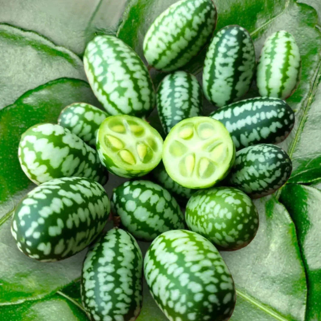 Cucamelon Seeds - Mexican Sour Gherkin, Melothria scabra, Tiny Grape-sized Fruits, Perfect for 2025 Planting
