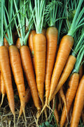 Danvers 126 Carrot Seeds - 200 Count Packet, Tender Sweet Variety, Daucus carota, Organic Gardening, Vegetable Seeds