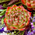 Echeveria chihuahuaensis Succulent Plant, 2" Live Green Indoor Outdoor Plant in Pot