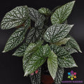 Snow Capped Begonia Seeds - 25+ Pack, Begonia x semperflorens, Garden & Container Planting, Vibrant White-Edged Foliage