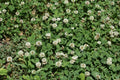White Dutch Clover Seed - Perennial Legume for Cover Crop & Soil Improvement - Trifolium repens, 1000 Seeds Pack