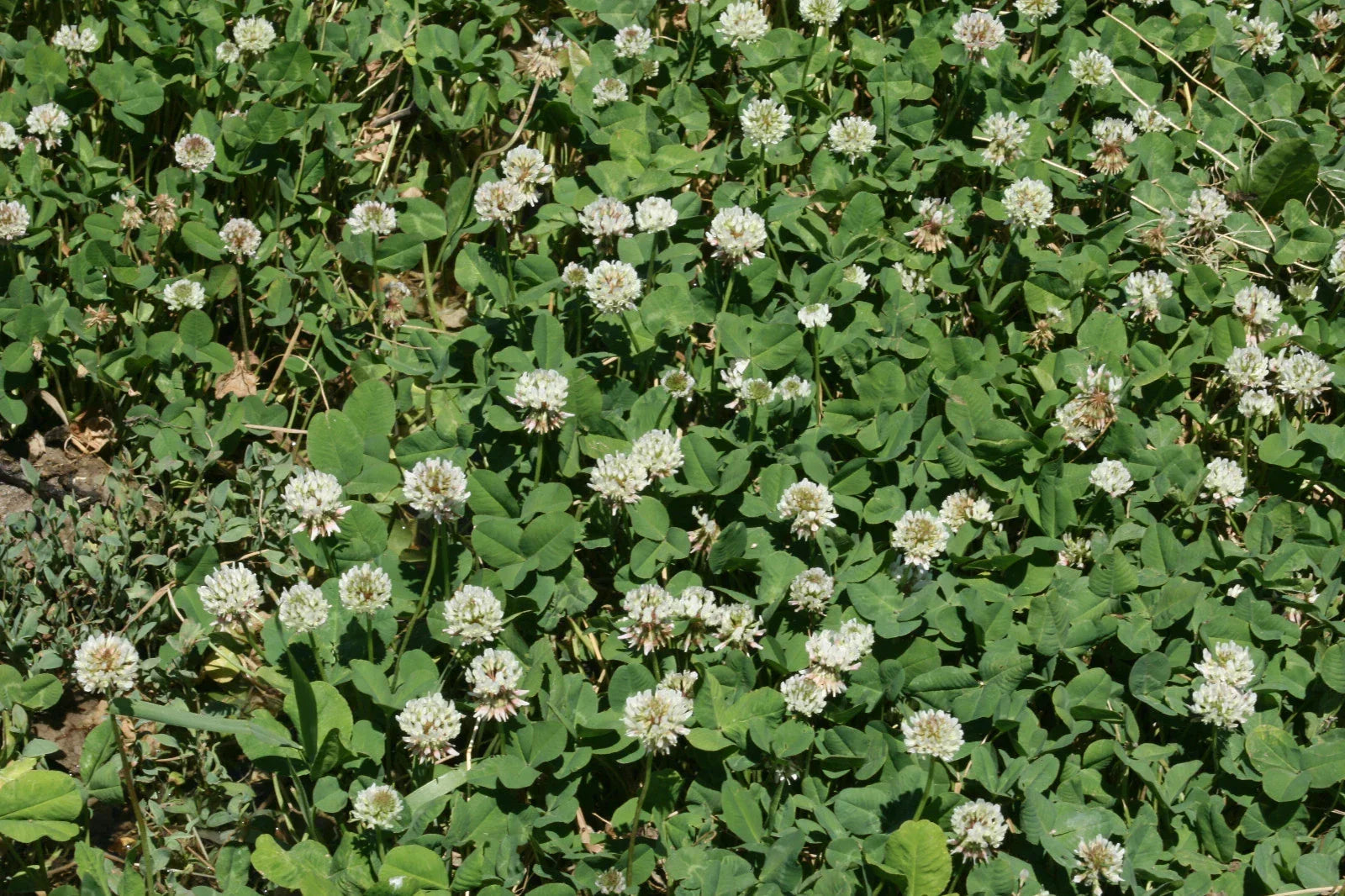 White Dutch Clover Seed - Perennial Legume for Cover Crop & Soil Improvement - Trifolium repens, 1000 Seeds Pack