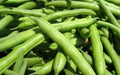 Green Bean Seeds - Mountain 1/2 Runner Variety - Heirloom Phaseolus vulgaris, Fresh Seeds for Home Garden & Container Growing