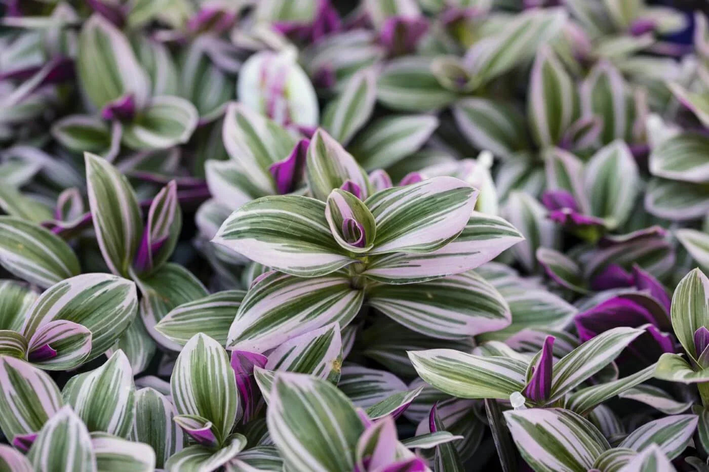Pink Wandering Jew 6'' Tradescantia Nanouk Cuttings Indoor Houseplant