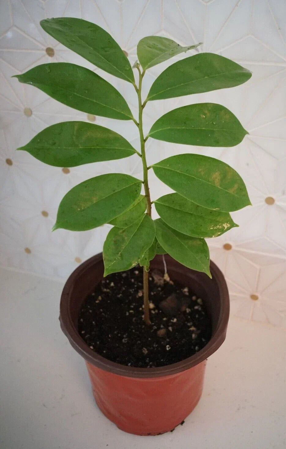 Soursop Tree Potted Plant 5" Annona muricata Tropical Fruit Tree for Patio and Garden