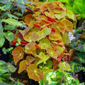 Autumn Begonia Seeds - 25+ Count for Garden Planting - Begonia tuberhybrida - Vibrant Fall Blooms for Shade Gardens