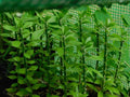 Pereskiopsis spathulata Grafting Stock Cactus Cuttings - 5 Pack, 6 Inch