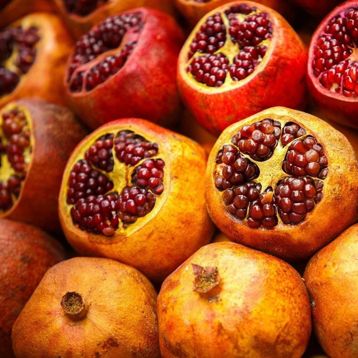 Sirenevyi Pomegranate Live Plant in 3-Inch Pot, Punica granatum, Fruit-Bearing Shrub for Home Gardens and Containers