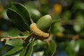Fresh Acorns 20 Pack from Canyon Live Oak Quercus chrysolepis for Planting, Native California Tree Seedlings