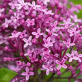 Periwinkle Lilac Seeds, Fragrant Perennial Flower, Syringa vulgaris, Garden Plant, 25 Seeds