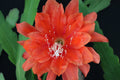 Epiphyllum Cuttings All That Jazz Orchid Cactus Rare Succulent Propagation Plant
