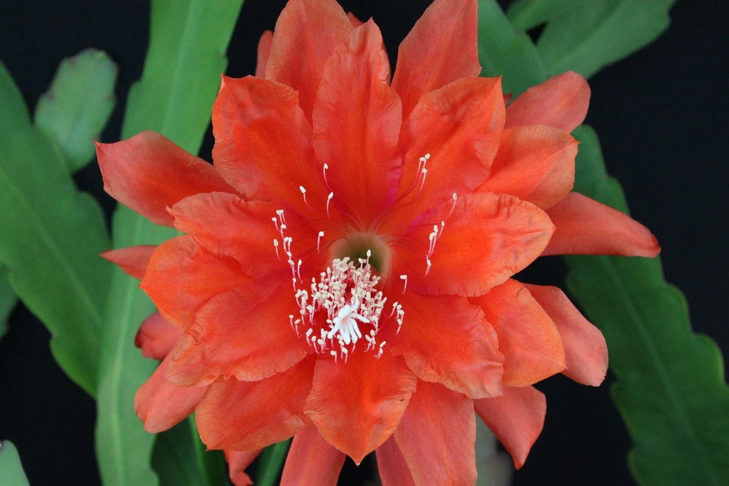 Epiphyllum Cuttings All That Jazz Orchid Cactus Rare Succulent Propagation Plant