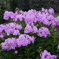 Uptown Girl Phlox Seeds - 100+ Pink & White Flower Seeds for Garden Beds, Borders & Containers - Phlox paniculata