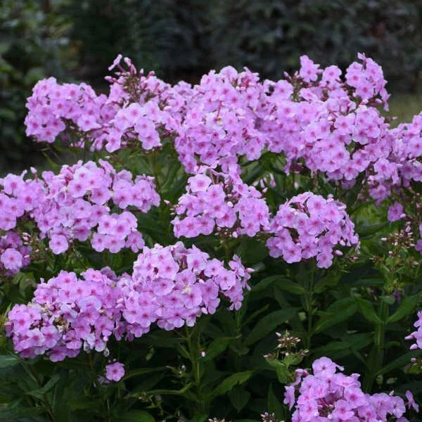 Uptown Girl Phlox Seeds - 100+ Pink & White Flower Seeds for Garden Beds, Borders & Containers - Phlox paniculata