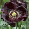 Midnight Poppy Seeds - 200+ Pack for Garden Planting, Papaver somniferum, Dark Purple to Black Blooms, USA Grown