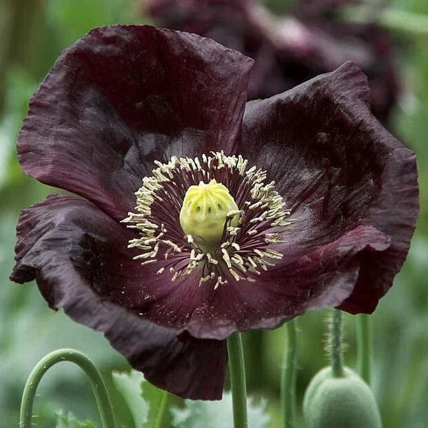 Midnight Poppy Seeds - 200+ Pack for Garden Planting, Papaver somniferum, Dark Purple to Black Blooms, USA Grown