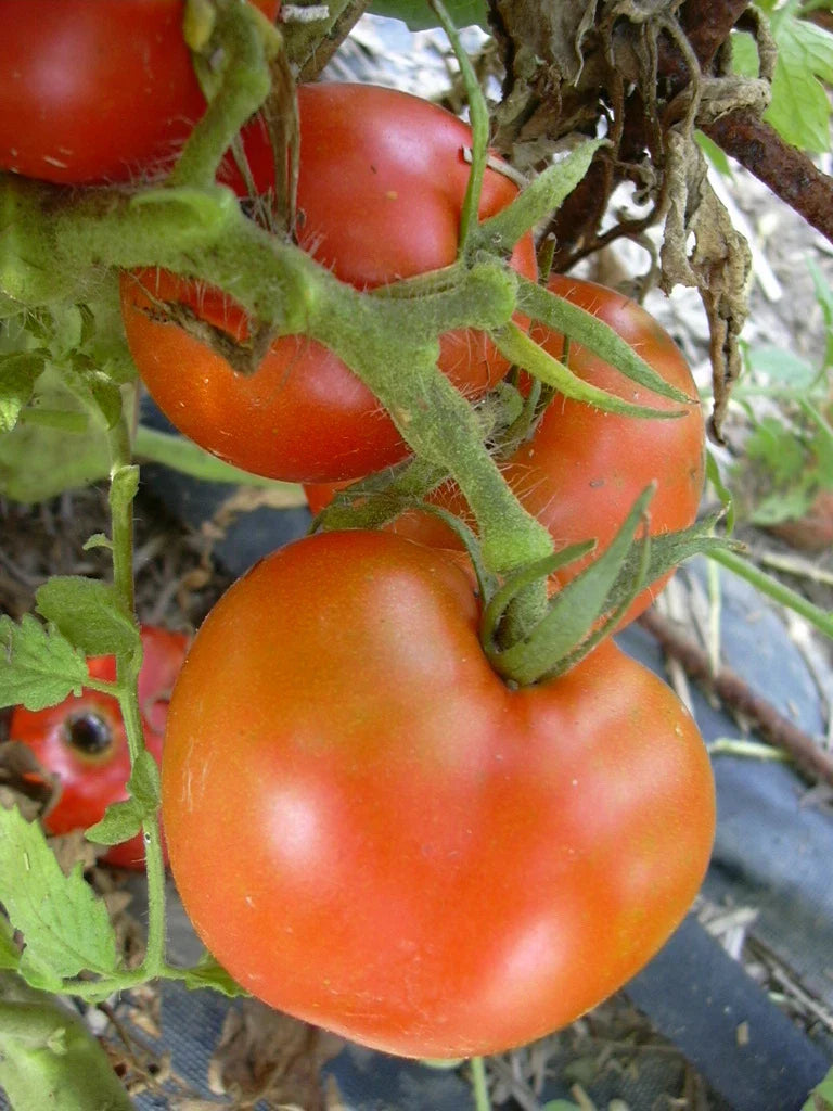 Arkansas Traveler Tomato Seeds - Bulk 100 Count, Juicy Meaty Fruits, Solanum lycopersicum, Indeterminate, Organic Gardening