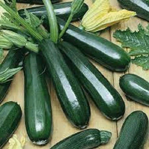 Black Beauty Zucchini Seeds – Organic, Non-GMO, Cucurbita pepo, Bush-Type, Full Sun, Packaged for Easy Planting