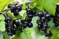 Black Currant Seedling - Rooted Ribes nigrum for Garden or Container Planting