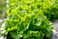 Black Seeded Simpson Lettuce Seeds, Looseleaf, Heirloom, Organic, Non-GMO, Lactuca sativa, Home Garden, Cool-Season Gardening