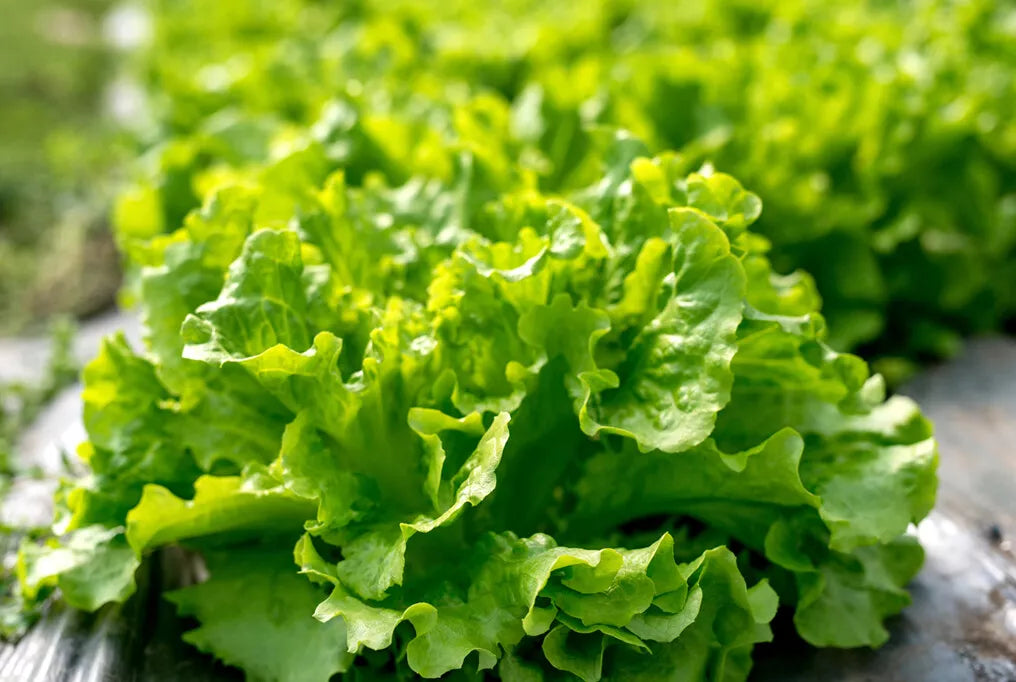 Black Seeded Simpson Lettuce Seeds, Looseleaf, Heirloom, Organic, Non-GMO, Lactuca sativa, Home Garden, Cool-Season Gardening