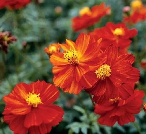 Dwarf Red Sulphur Cosmos Seeds 100 Pack | Cosmos sulphureus | Annual Flower for Bees & Pollinators