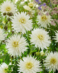 Dahlia Tubers - 3 Large "My Love" Planting Tubers - Dahlia variabilis - Vibrant Pink Blooms